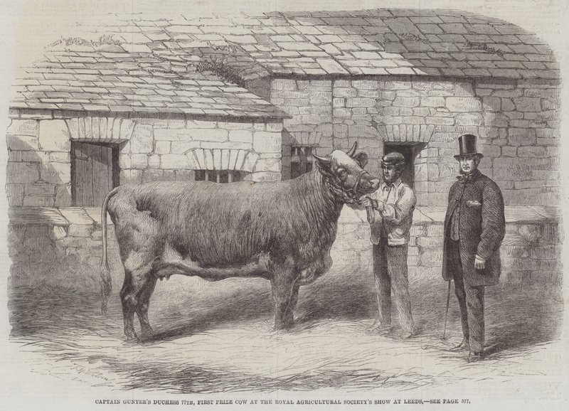 77. vévodkyně kapitána Guntera, kráva první ceny na výstavě Royal Agricultural Society v Leedsu od Thomas Harrington Wilson