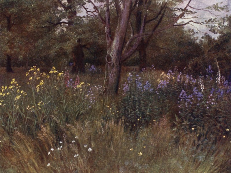 Kew Gardens: Divoké květiny v bukovém lese (barva lito) od Thomas Mower Martin
