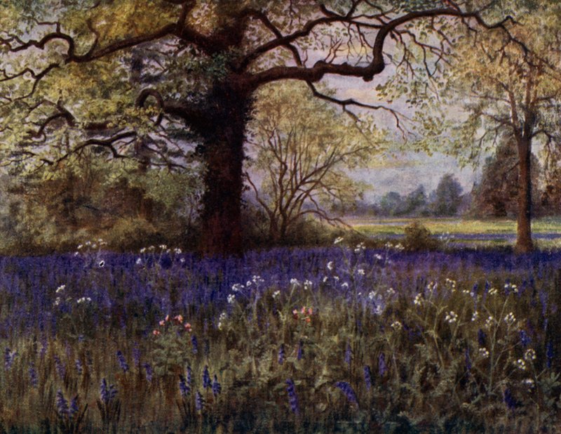 Kew Gardens: Divoké hyacinty (barevné lito) od Thomas Mower Martin