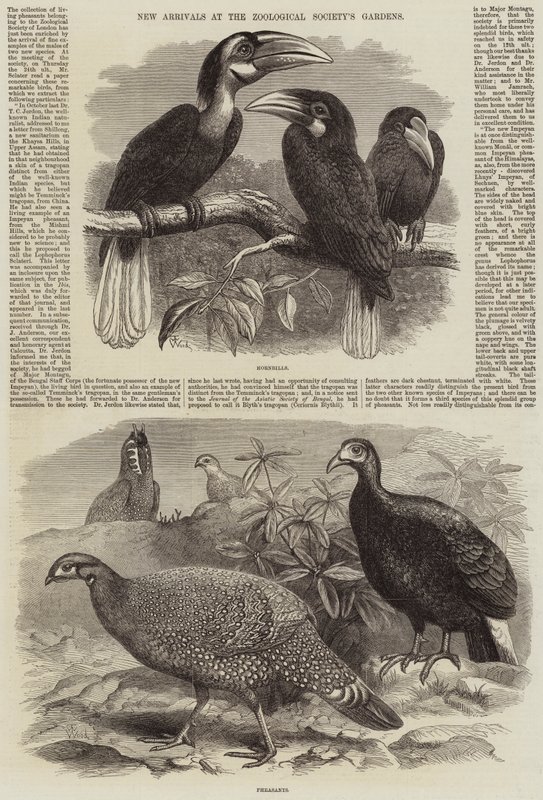 Nové příjezdy do zahrad Zoologické společnosti od Thomas W. Wood