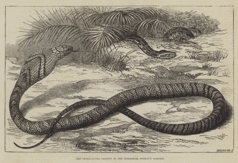 Had požírající hada v zahradách Zoologické společnosti od Thomas W. Wood