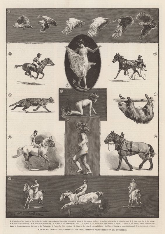 Pohyby zvířat ilustrované okamžitými fotografiemi pana Muybridge od Thomas Walter Wilson
