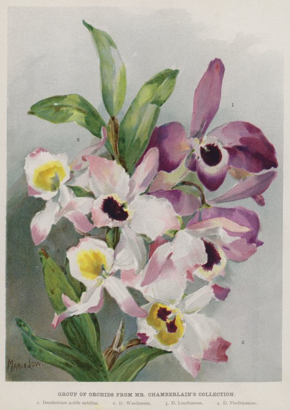 Skupina orchidejí ze sbírky pana Chamberlaina od Unbekannt Unbekannt