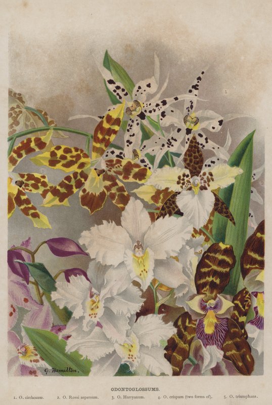 Odontoglossum od Unbekannt Unbekannt