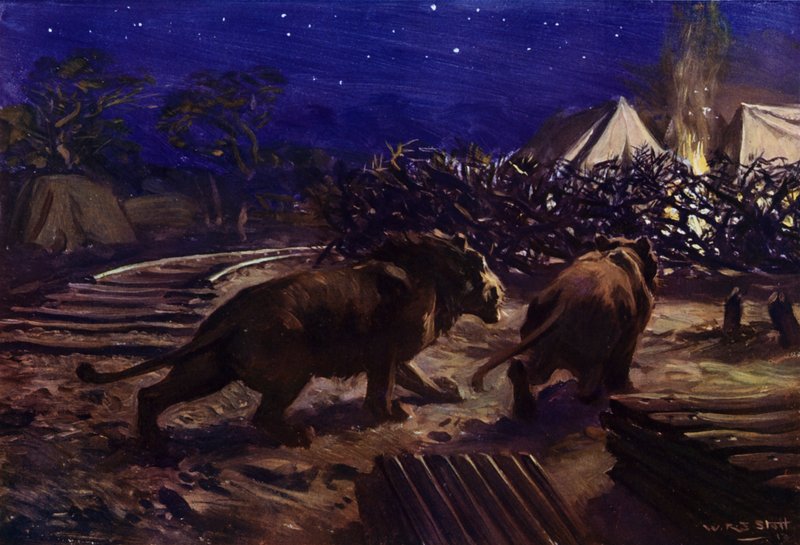 Lvi slídící v noci před dělnickým táborem během stavby ugandské železnice (barva litho) od W.R.S. (after) Stott