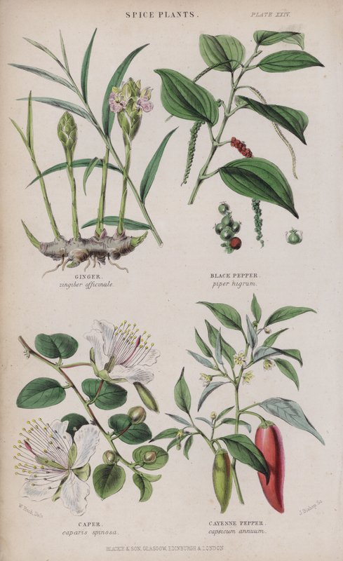 Zrzavý; Černý pepř; kapary; Kajenský pepř (barevné rytí) od W. Fitch