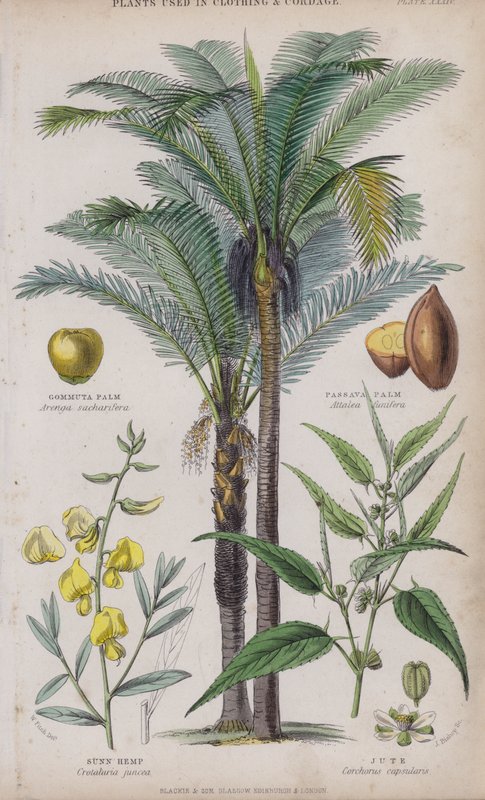 Gommuta palma; Pasavská palma; slunečné konopí; Juta (barevné rytí) od W. Fitch