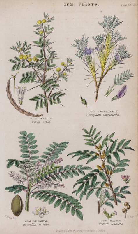 Arabská guma; žvýkačka tragant; Gum Olibanum; Gum Mastic (barevné rytí) od W. Fitch