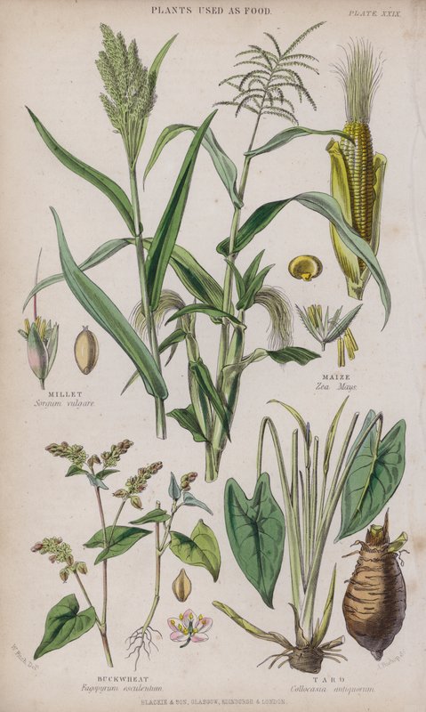 Závěsný od W. Fitch