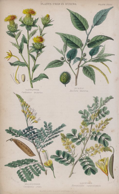 světlice barvířská; Fustic; Brasilwood; Logwood (barevné rytí) od W. Fitch
