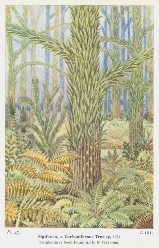 Sigillaria, karbonský strom (barva litho) od W. J. Stokoe