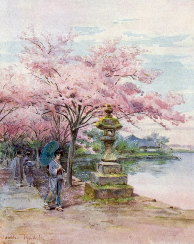 Třešňový květ a kamenná lucerna, park Ueno od Walter Frederick Roofe Tyndale