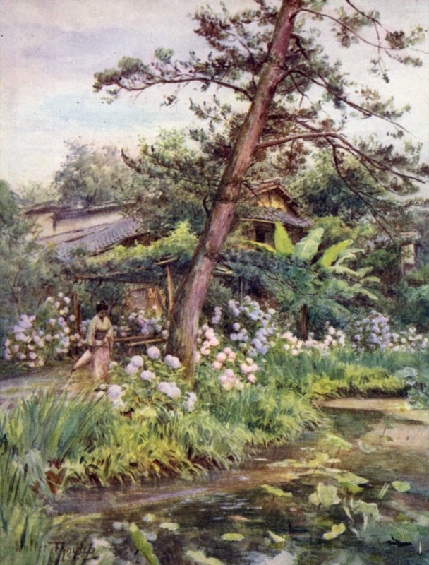 Hortenzie v čajové zahradě v Nichi Otani, Kyoto od Walter Frederick Roofe Tyndale