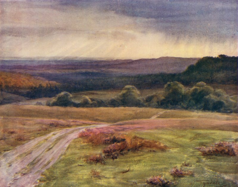 The New Forest: Boldrewood Walk, Puck Pitts, z Fritham Road (barevné lito) od Walter Frederick Roofe Tyndale