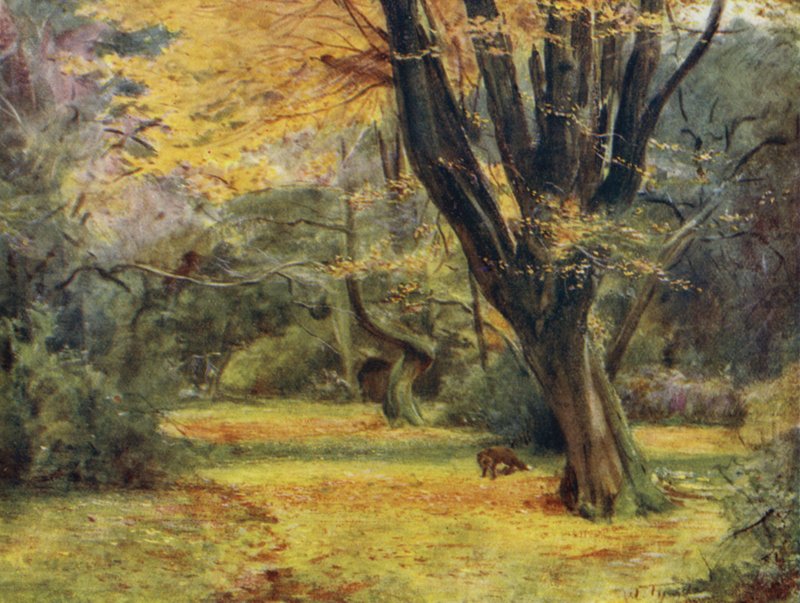 The New Forest: Maples, poblíž Queen