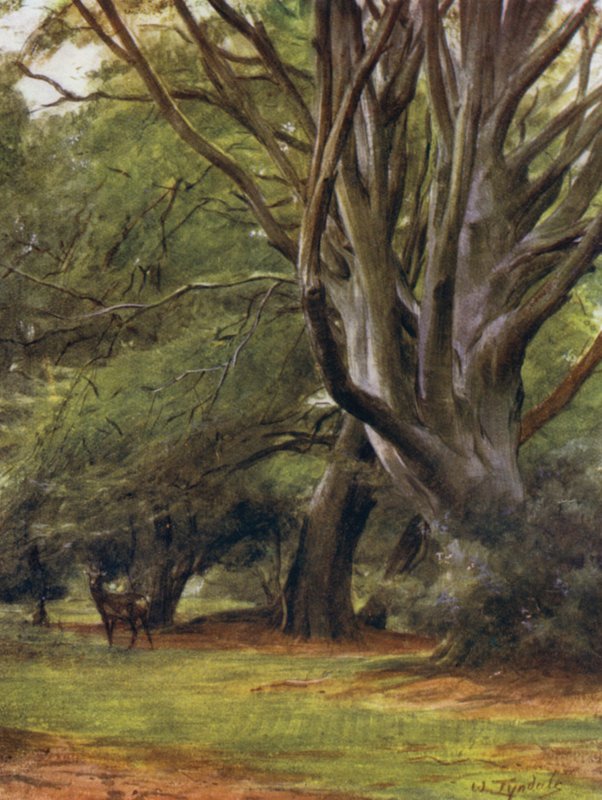 The New Forest: Penerley Woods (barevné lito) od Walter Frederick Roofe Tyndale