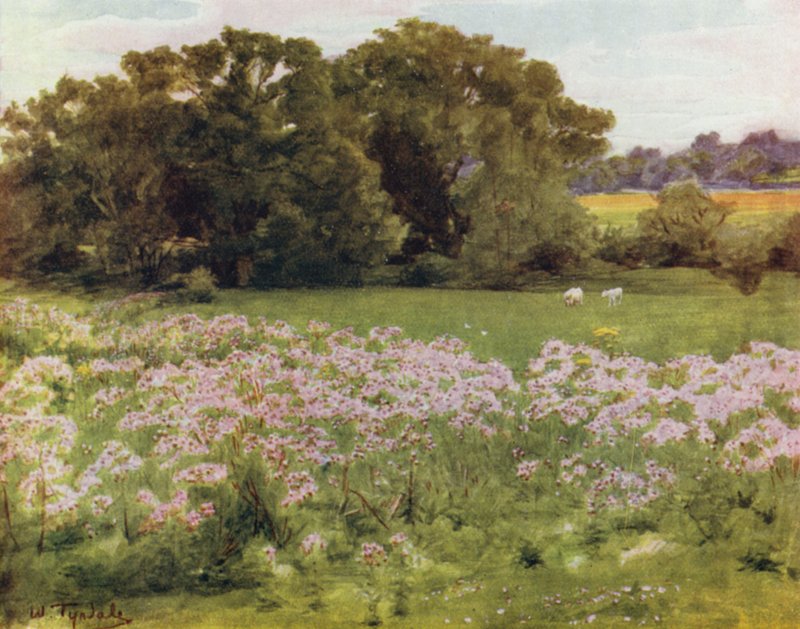 The New Forest: Riversdale, Boldre (barva lito) od Walter Frederick Roofe Tyndale