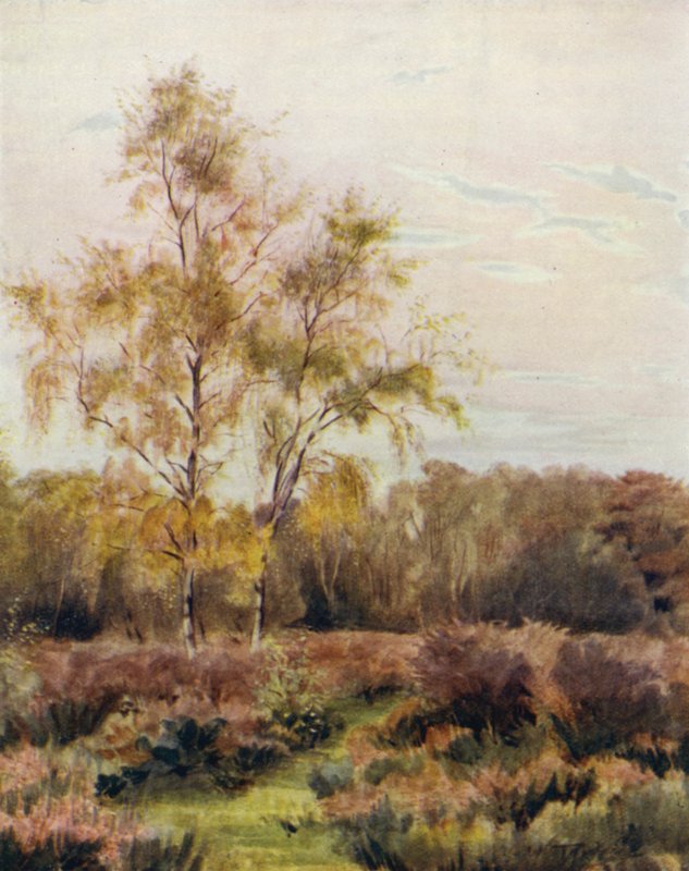 The New Forest: Rushpole Common, poblíž Lyndhurst Race Course od Walter Frederick Roofe Tyndale