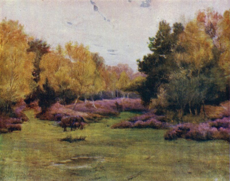 The New Forest: Rushpole Wood, Lyndhurst (barevné lito) od Walter Frederick Roofe Tyndale