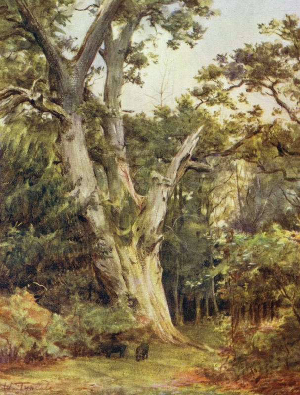 The New Forest: The King at Boldrewood (color litho) od Walter Frederick Roofe Tyndale