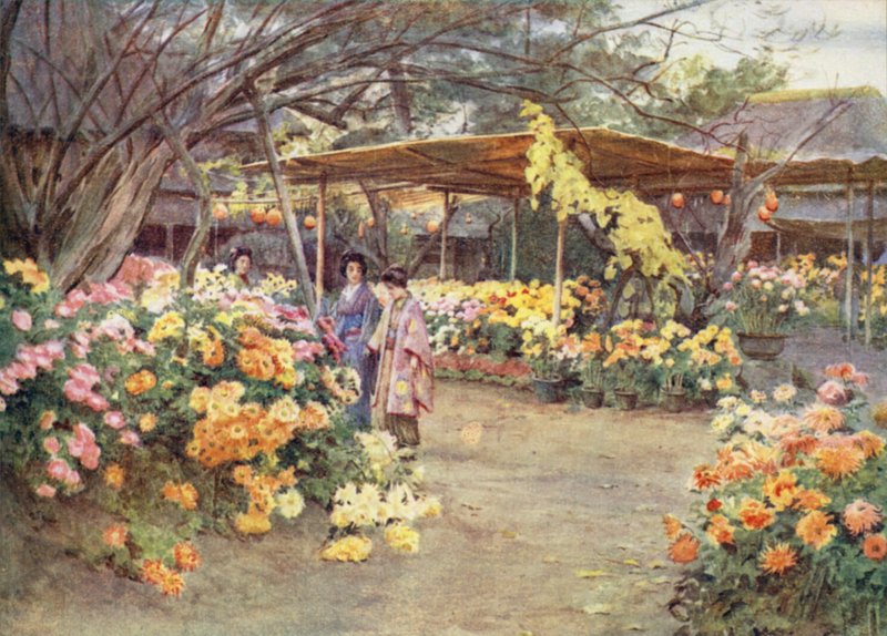 Prohlížení Chrysanthemums, Mukojima, Tokio od Walter Frederick Roofe Tyndale