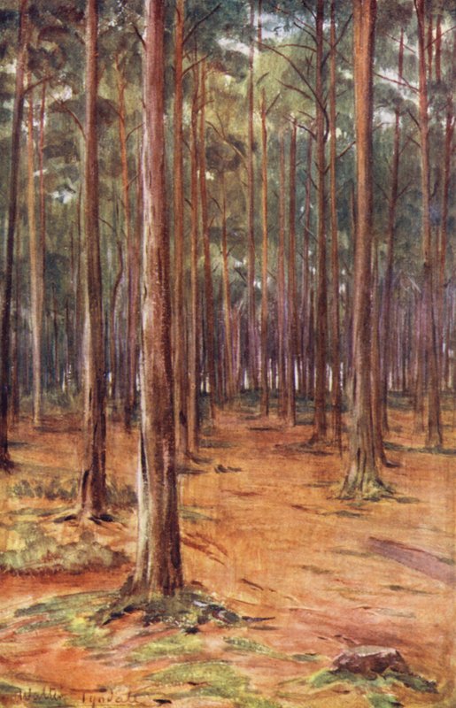 Wessex: Pine-woods near Bournemouth (barevná litografie) od Walter Frederick Roofe Tyndale