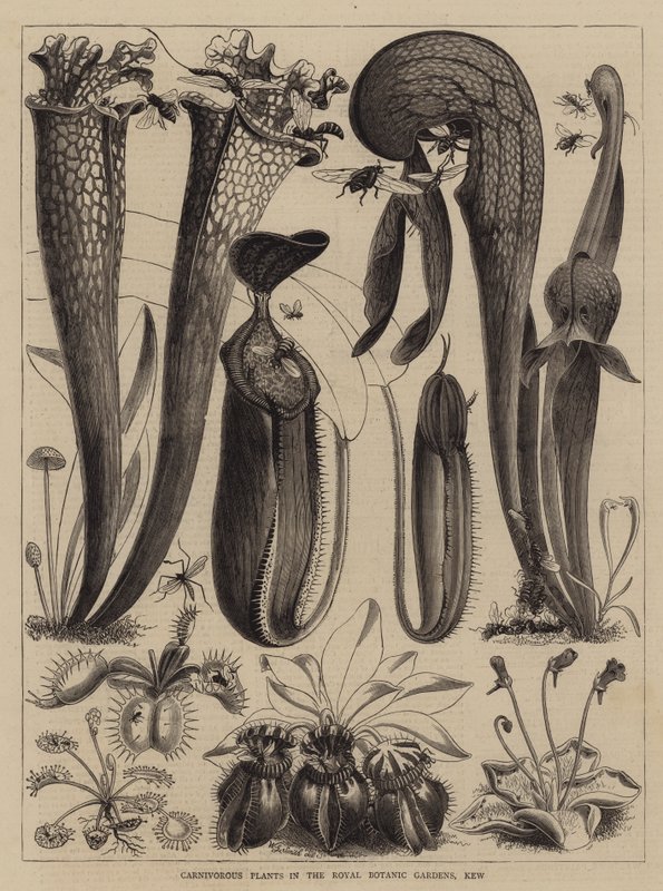 Masožravé rostliny v Royal Botanic Gardens, Kew od Walter Granville Smith