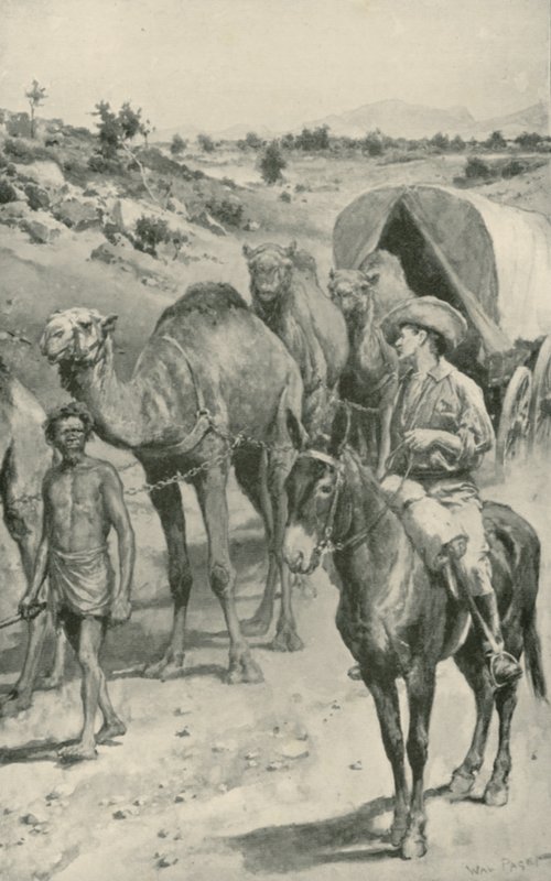 Camel-Caravan, západní Austrálie od Walter Stanley Paget