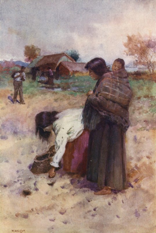 Nový Zéland: Sázení brambor (barevná litografie) od Walter Wright