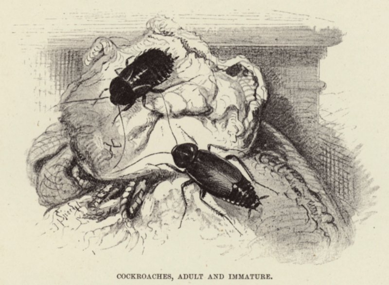 Švábi, dospělí a nezralí od Wilhelm Kuhnert