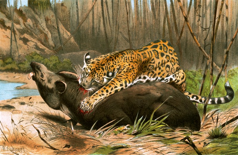 Jaguár zabíjející tapíra od Wilhelm Kuhnert