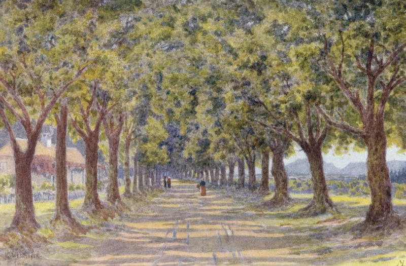 Oak Avenue, Newlands (barevná litografie) od Wilhelm Westhofen