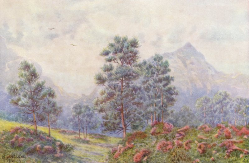 Stříbrné stromy a divoké muškáty (barevná litografie) od Wilhelm Westhofen