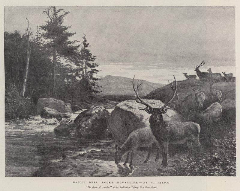 Jelen Wapiti, Skalnaté hory od William Augustus Rixon