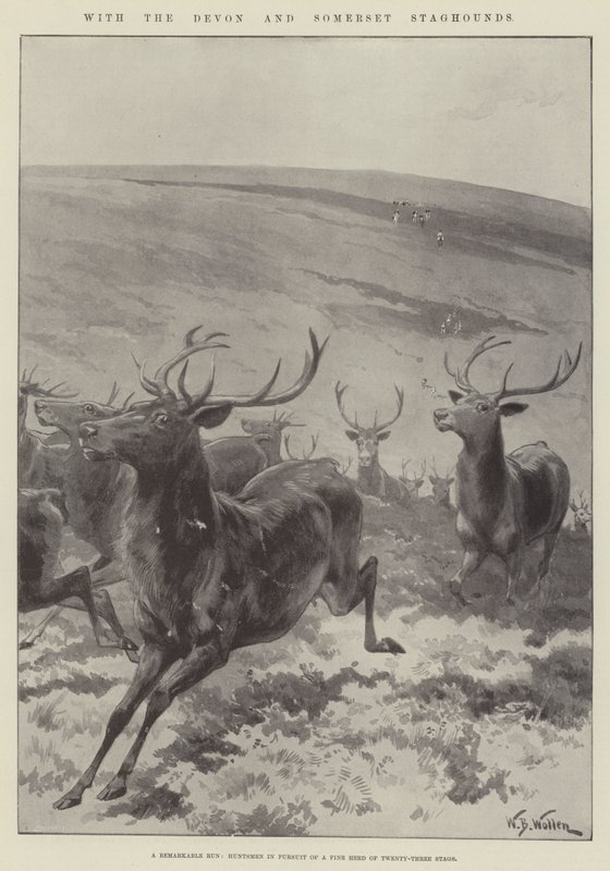 S Devonskými a Somersetskými Staghoundy od William Barnes Wollen