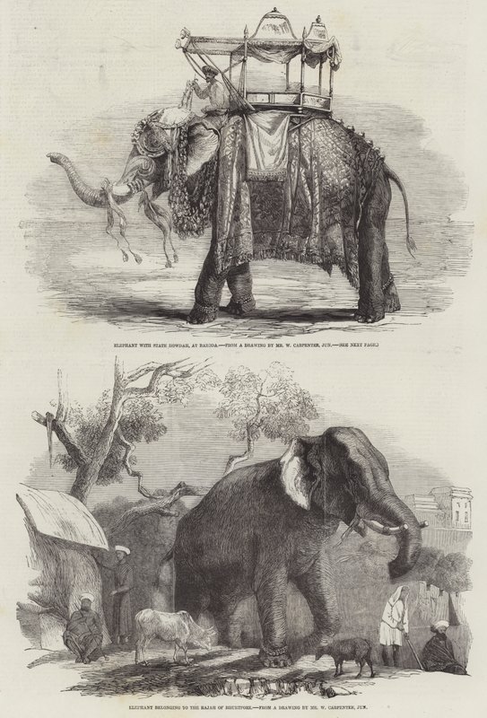 indičtí sloni od William Carpenter