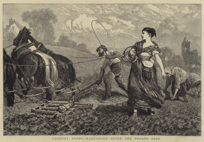 Country Notes, trýznivé po sklizni brambor od William III Bromley