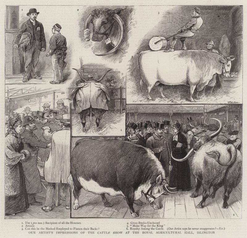 Dojmy našeho umělce z výstavy skotu v Royal Agricultural Hall, Islington od William Ralston