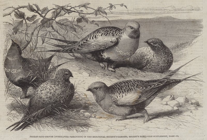 Pallas Sand-Grouse (Syrrhaptes paradoxus) v zahradách Zoologické společnosti, Regent
