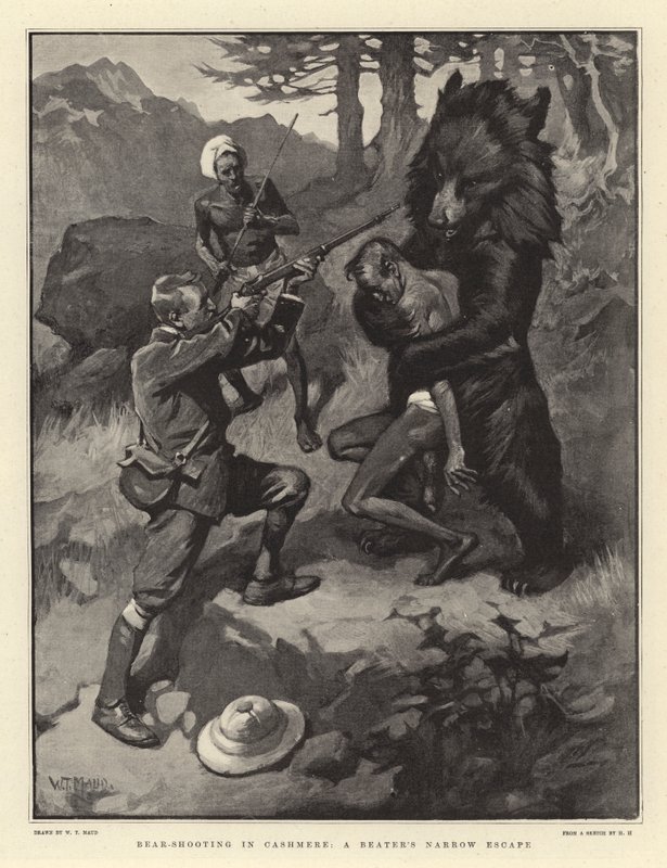 Střelba na medvěda v Kašmíru, úzký útěk šlehače od William T. Maud