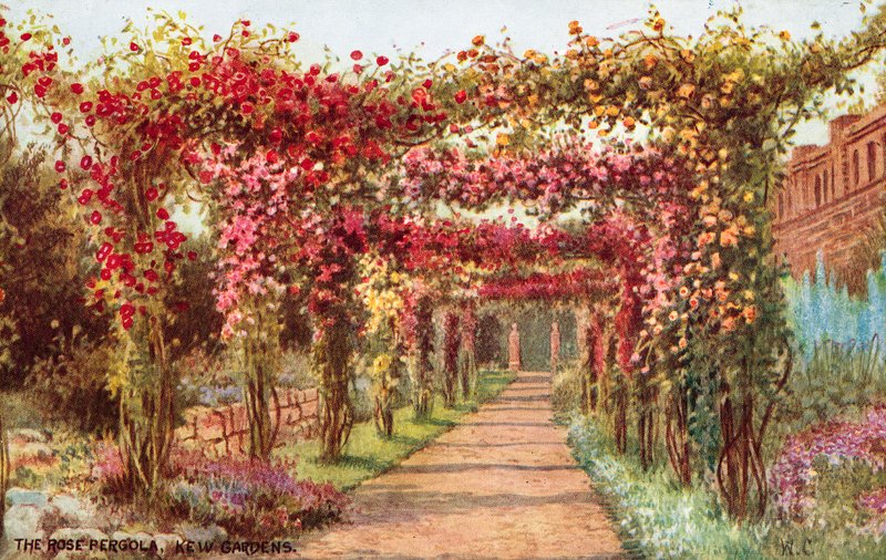 Růžová pergola, Kew Gardens od William Affleck Carruthers