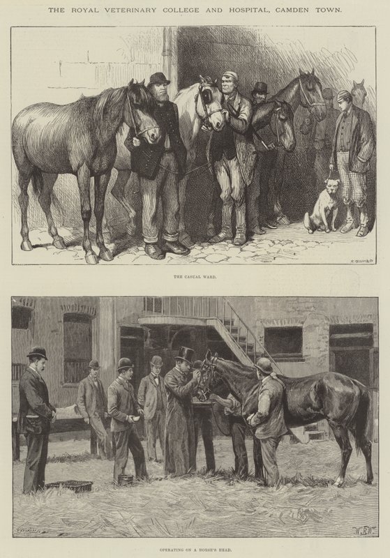 Royal Veterinary College and Hospital, Camden Town od William Barnes Wollen