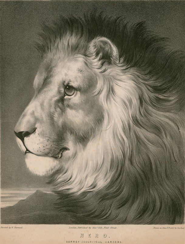 Lev Nero, Surrey Zoological Gardens, Londýn od William Barraud