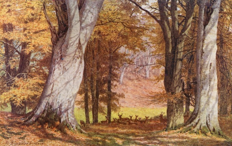 V parku Knole, poblíž Královského buku (barevná litografie) od William Biscombe Gardner