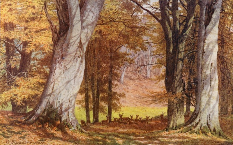 The Wilberforce Oak, Holwood Park, Keston (barevná litografie) od William Biscombe Gardner