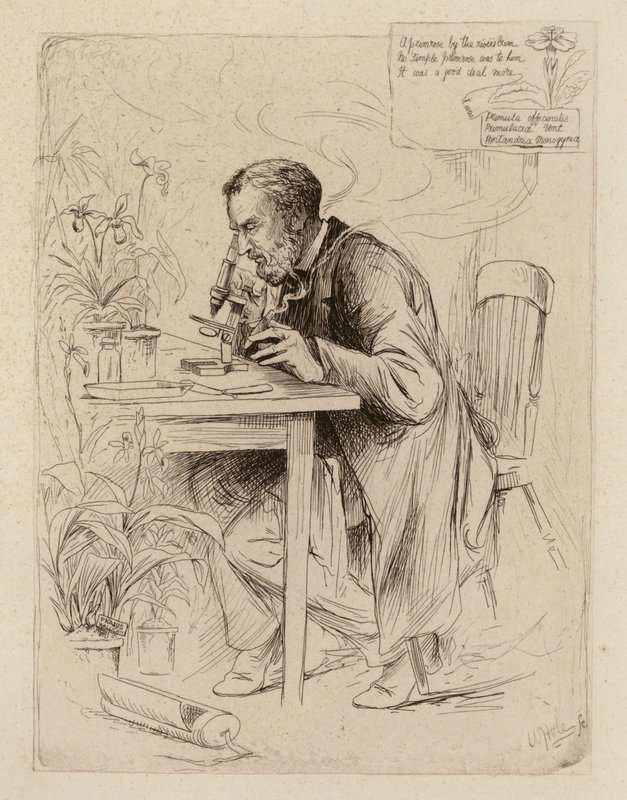 Alexander Dickson, profesor botaniky (rytina) od William Brassey (after) Hole