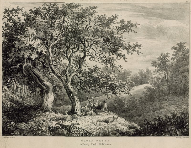 Trnové stromy v Bushy Park, Middlesex od William Burges