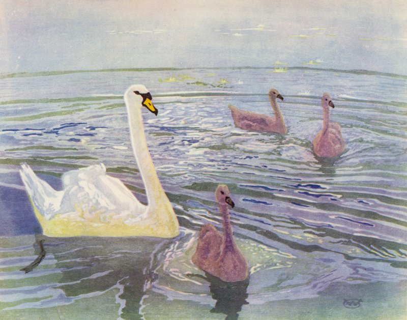 Swan and Cygnets (barevné lito) od William Giles