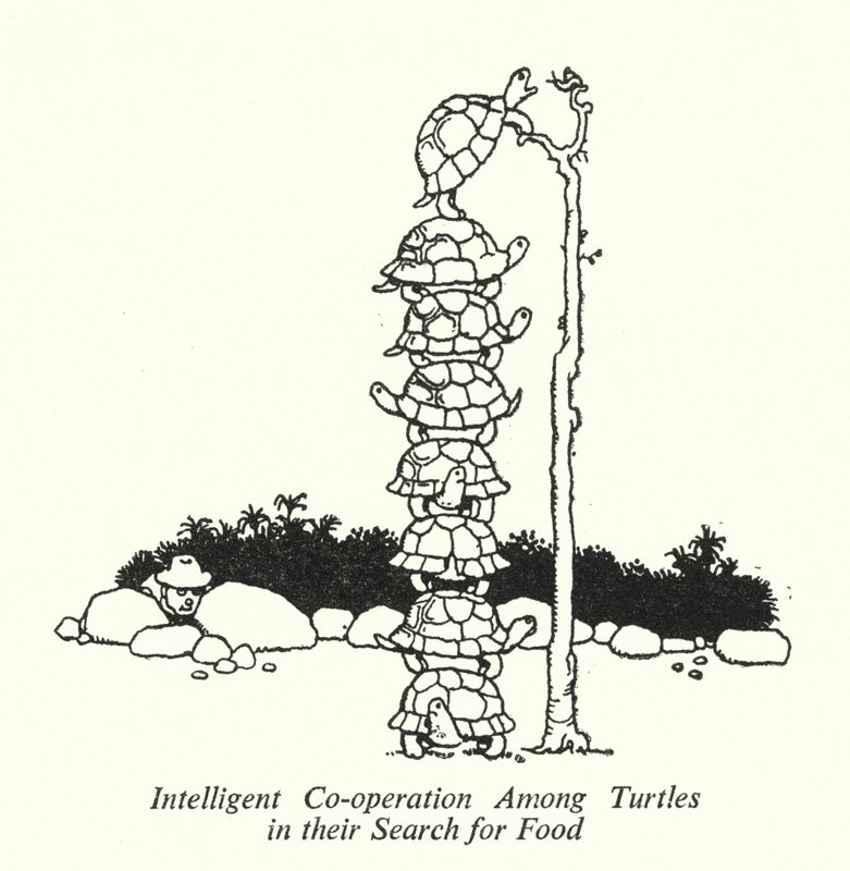 Inteligentní spolupráce mezi želvami při hledání potravy (litho) od William Heath Robinson