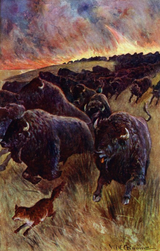 "Zahlédl jsem stádo bizonů, jak se řítí, aby unikli plamenům" (barva litho) od William Henry Charles Groome